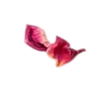 Cashew