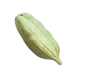 Pistachio